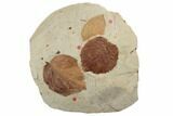 Three Fossil Leaves (Celtis & Davidia) - Montana #188668-1